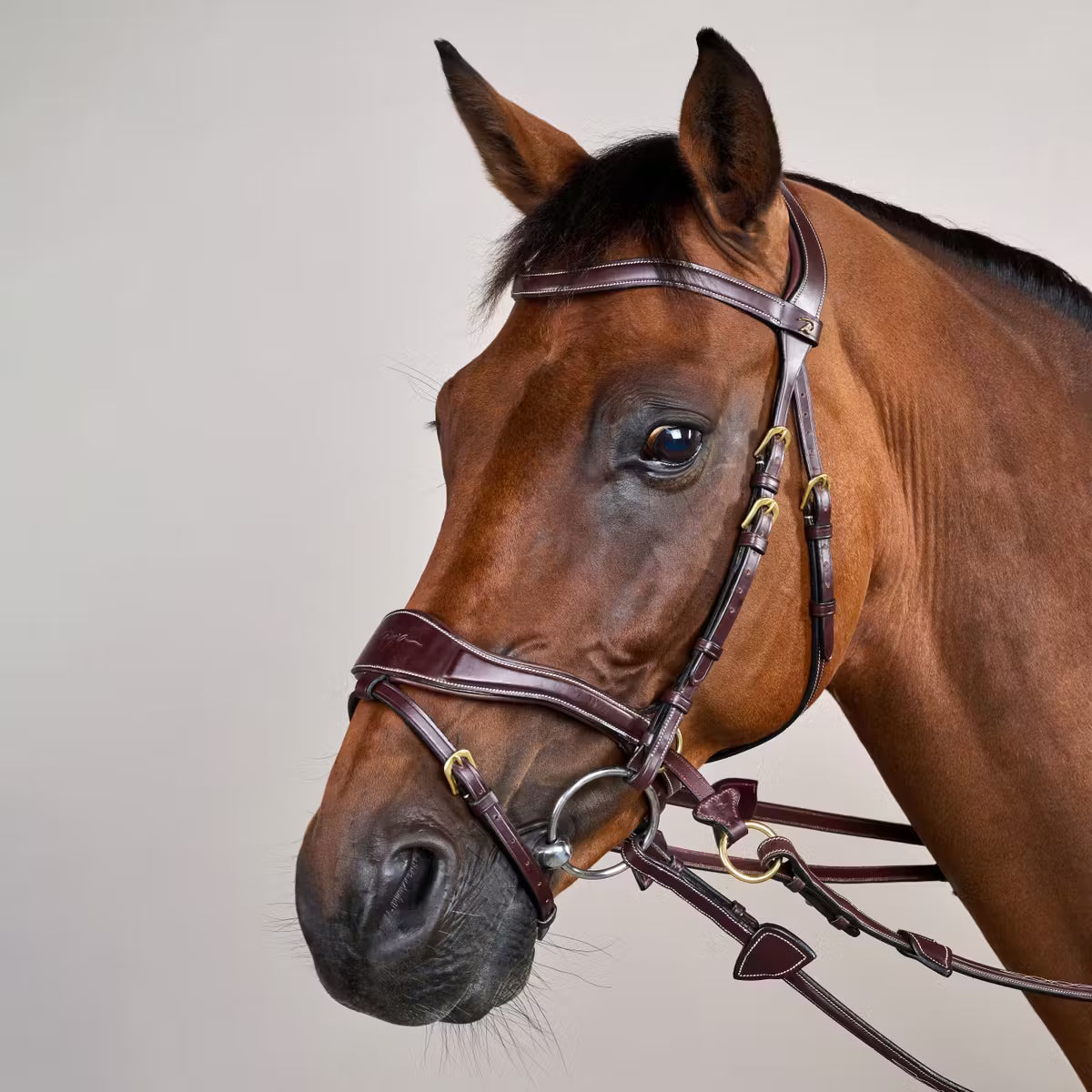 Bridon Dy’on D Motion – Brun