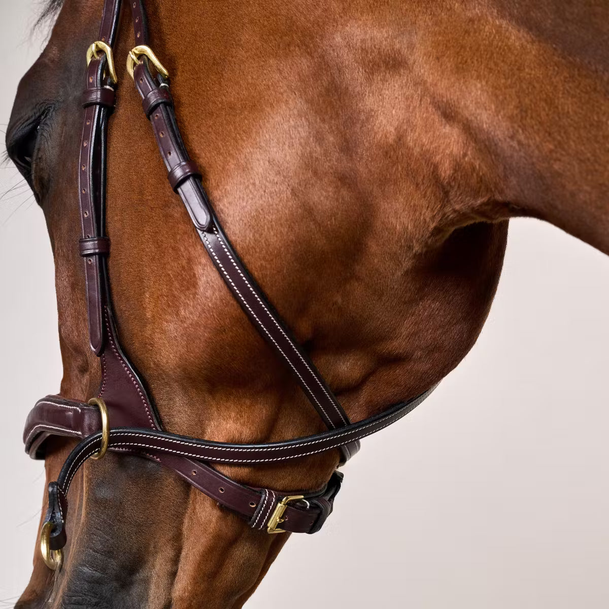 Bridon Dy’on D Motion – Brun