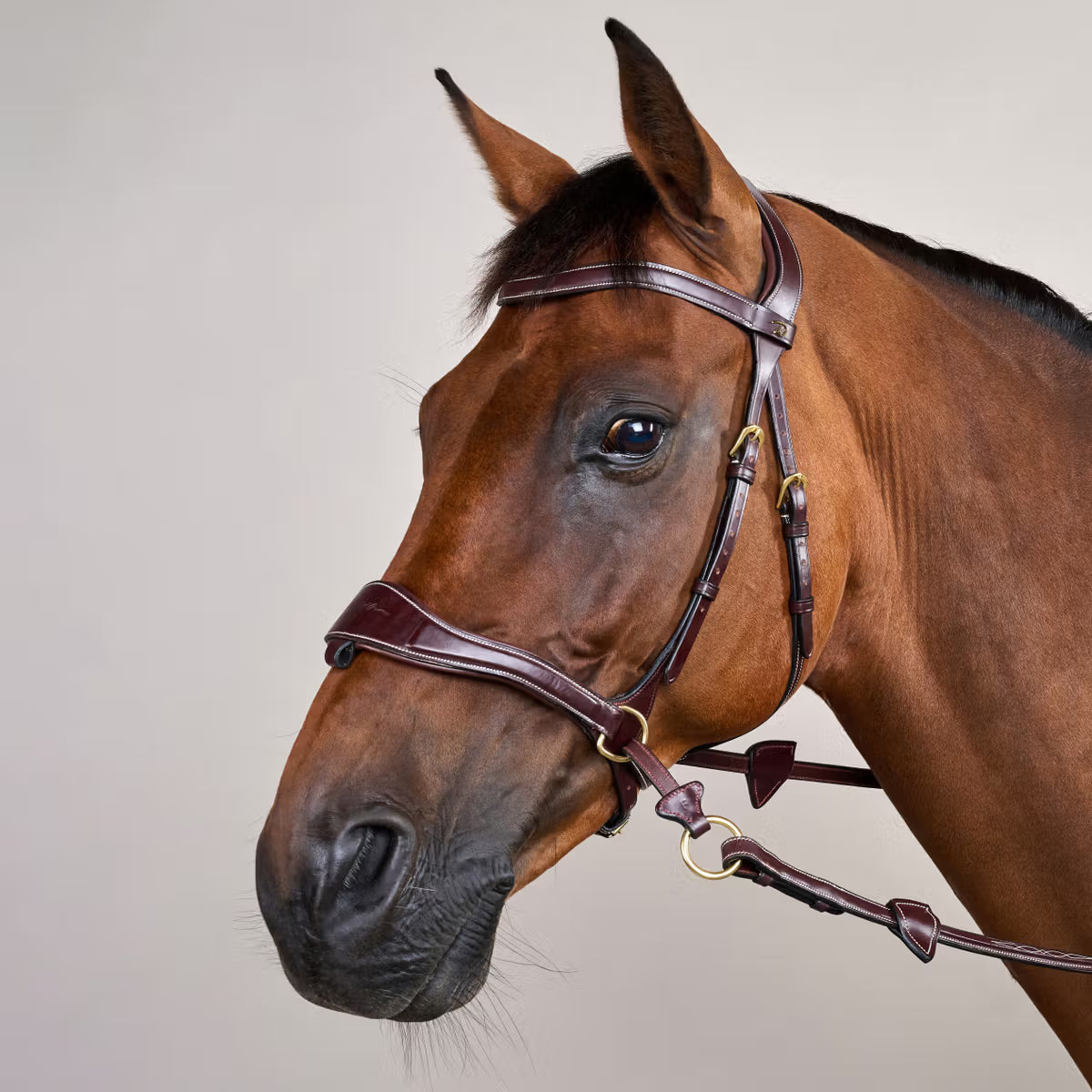 Bridon Dy’on D Motion – Brun