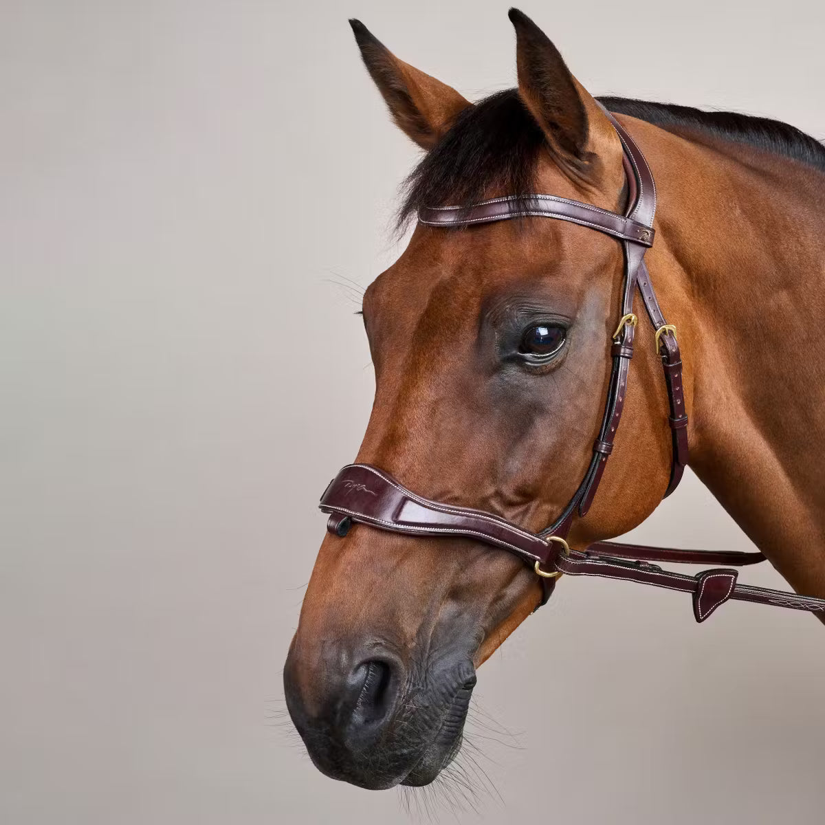 Bridon Dy’on D Motion – Brun