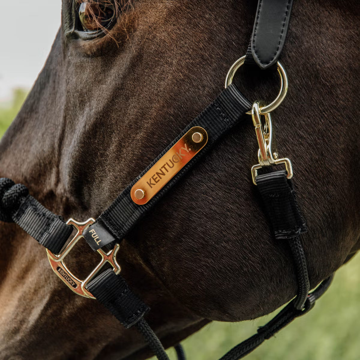 Licol de Contrôle Kentucky – Control Halter