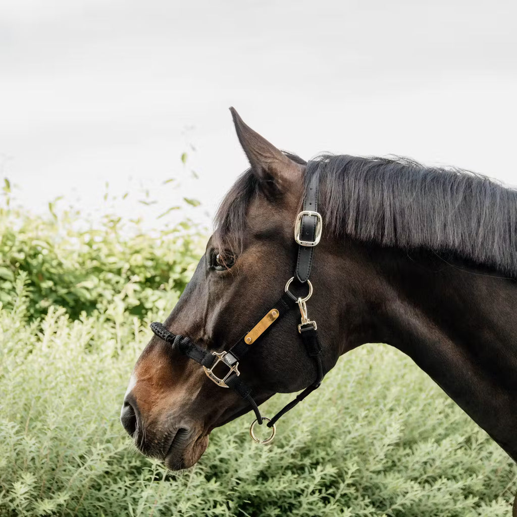 Licol de Contrôle Kentucky – Control Halter