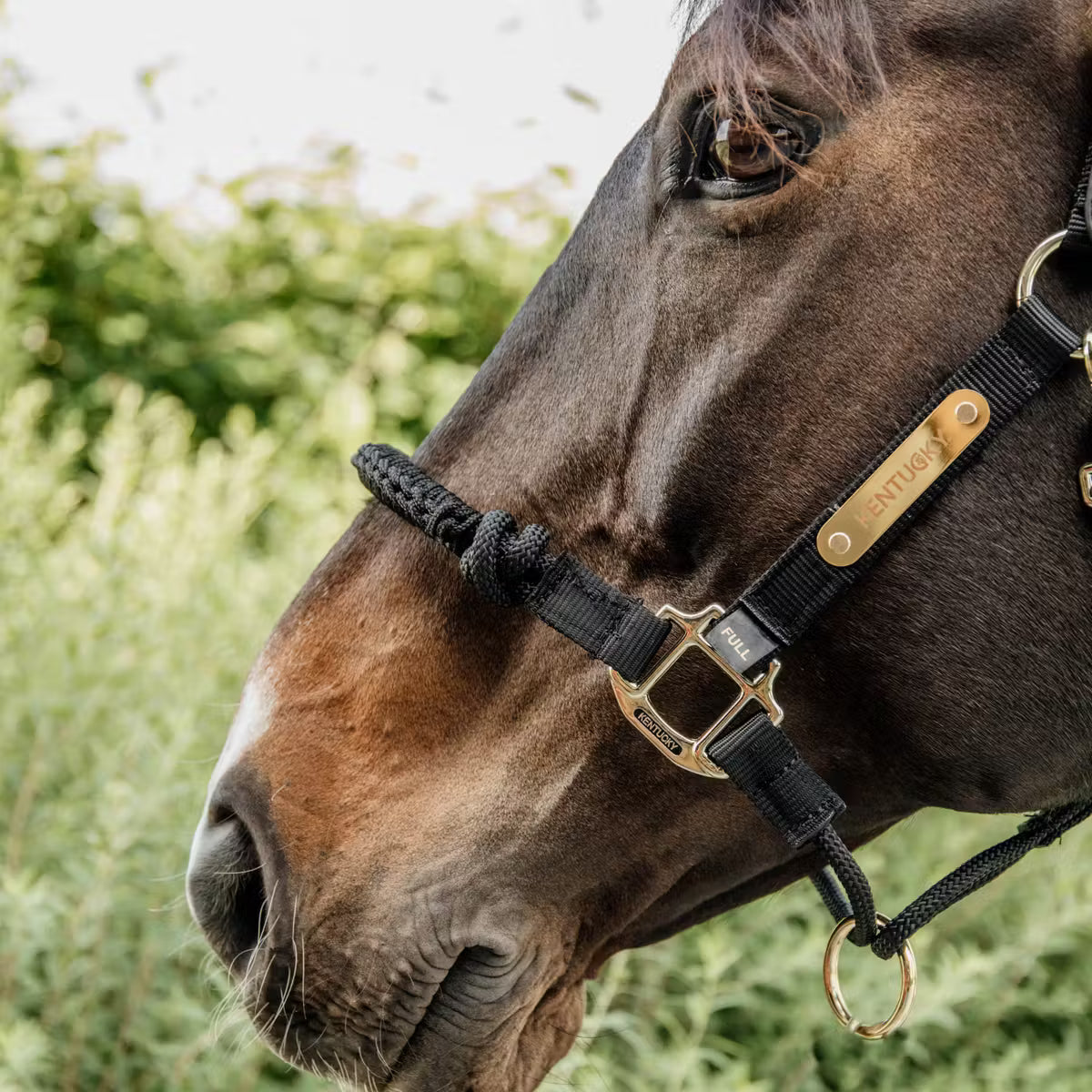 Licol de Contrôle Kentucky – Control Halter
