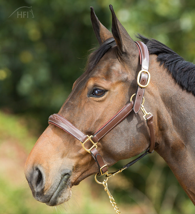 Licol HFI Grooming – Cuir Brun