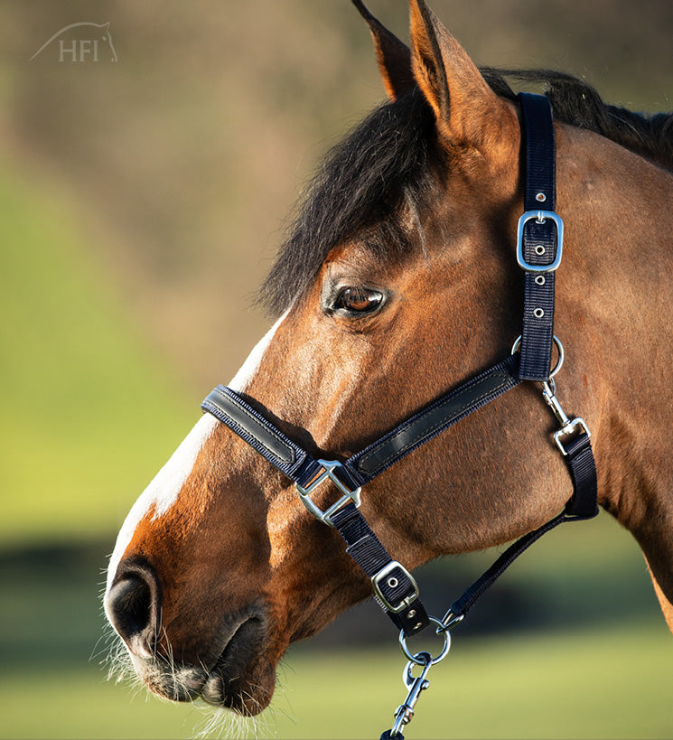 Licol First HFI – Nylon Noir